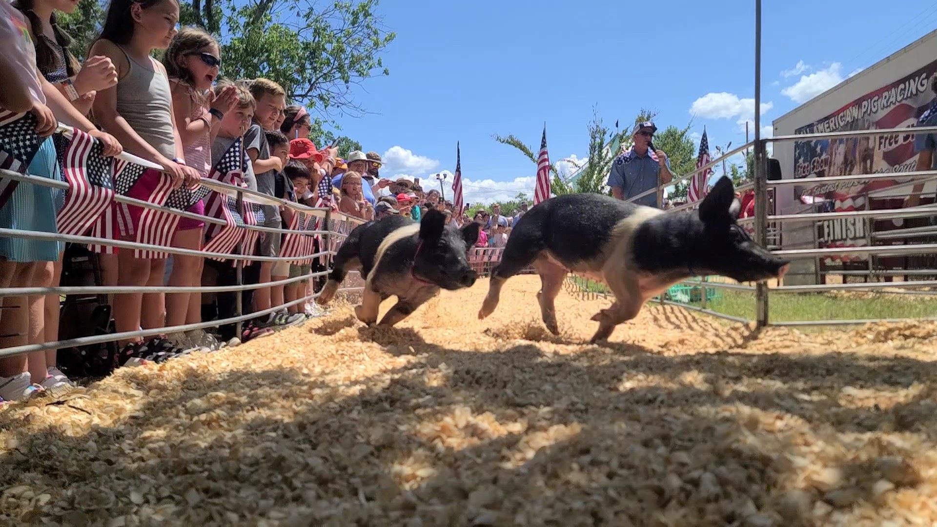 All American Pig Racing